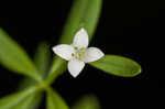 Bluntleaf bedstraw